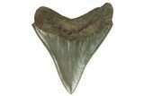 Serrated, Megalodon Tooth - Glossy Enamel #124195-2